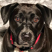 Willy joined the competition — help win amazing prizes! alert, animal, black_dog, brown_eyes, canine, close_up, companion, cute, dog, face, fur, looking, nose, outdoor, pet, portrait, red_collar, snow, whiskers, winter