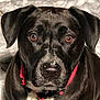 alert, animal, black_dog, brown_eyes, canine, close_up, companion, cute, dog, face, fur, looking, nose, outdoor, pet, portrait, red_collar, snow, whiskers, winter