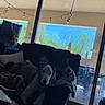 Leia joined the competition — help win amazing prizes! dog, couch, child, indoor, window, patio, string_lights, daylight, floor, tile, furniture, relaxing, animal, pet, living_room, shadow, glass_door, tree, outdoor_view, person