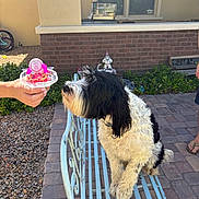 Leia joined the competition — help win amazing prizes! dog, birthday_cake, bench, person_hand, outdoor, garden_gnome, brick_wall, paved_path, gravel, greenery, window, house, sunlight, pet, celebration, curly_fur, black_and_white, sniffing, metal_bench, casual_shoes