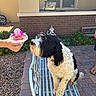 dog, birthday_cake, bench, person_hand, outdoor, garden_gnome, brick_wall, paved_path, gravel, greenery, window, house, sunlight, pet, celebration, curly_fur, black_and_white, sniffing, metal_bench, casual_shoes