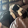 Leia joined the competition — help win amazing prizes! dog, black_and_white, couch, leather, indoor, living_room, blanket, pile_of_clothes, carpet, window, blinds, chandelier, furniture, pet, relaxed, looking_away, home, cozy, animal, fur