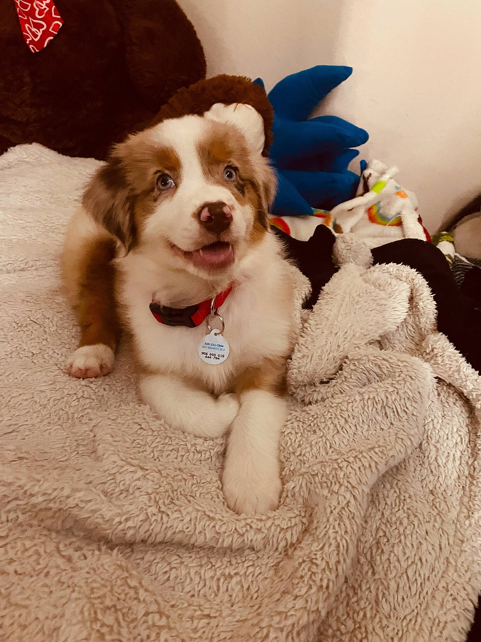 Jupiter joined the competition — help win amazing prizes! canidae, carnivore, companion_dog, dog, dog_breed, dog_clothes, dog_supply, fashion_accessory, fawn, fur, pattern, paw, sporting_group, toy_dog, working_animal