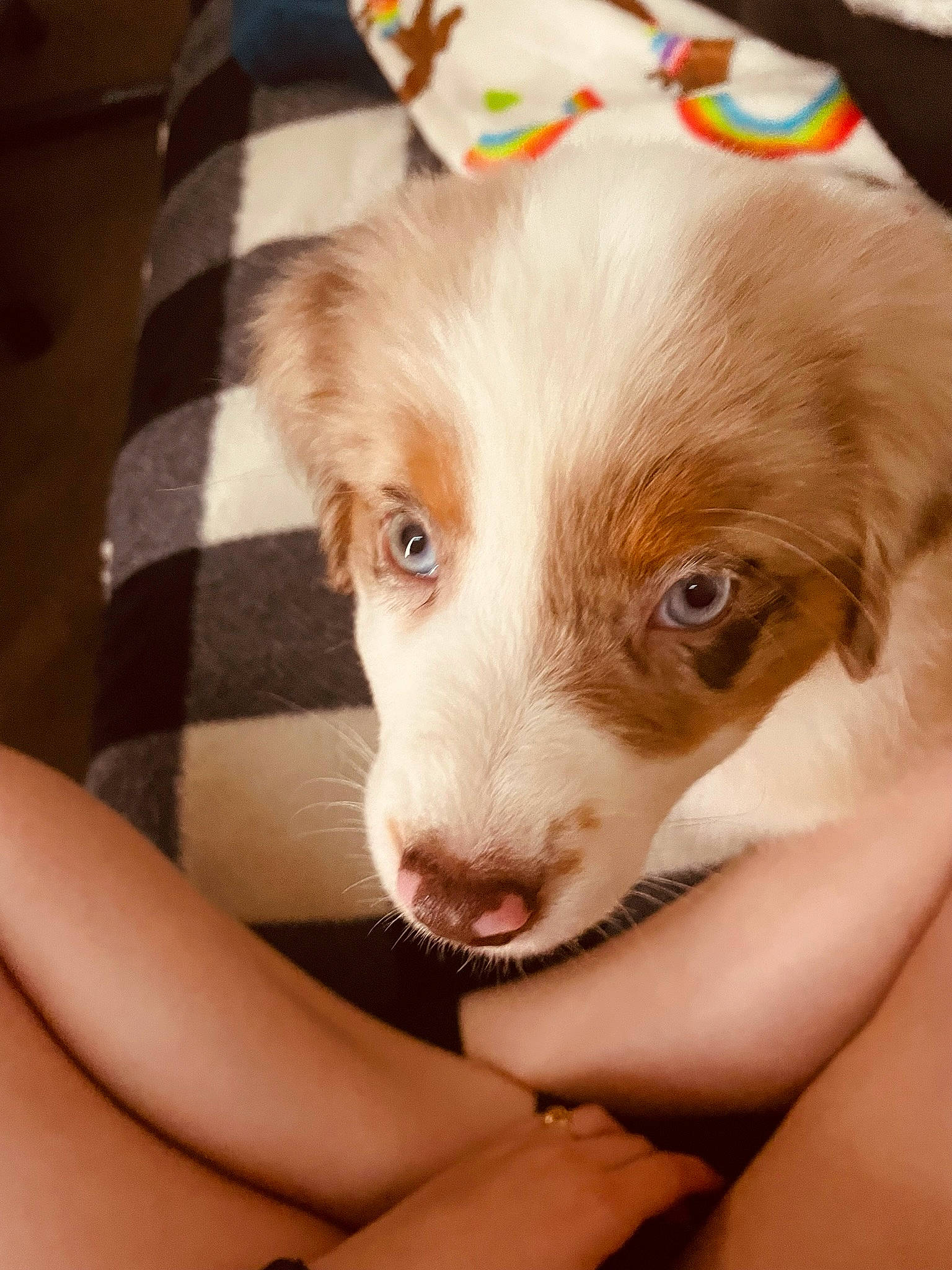 Jupiter joined the competition — help win amazing prizes! canidae, carnivore, companion_dog, dog, dog_breed, ear, fawn, fur, gun_dog, liver, snout, sporting_group, whiskers, working_animal