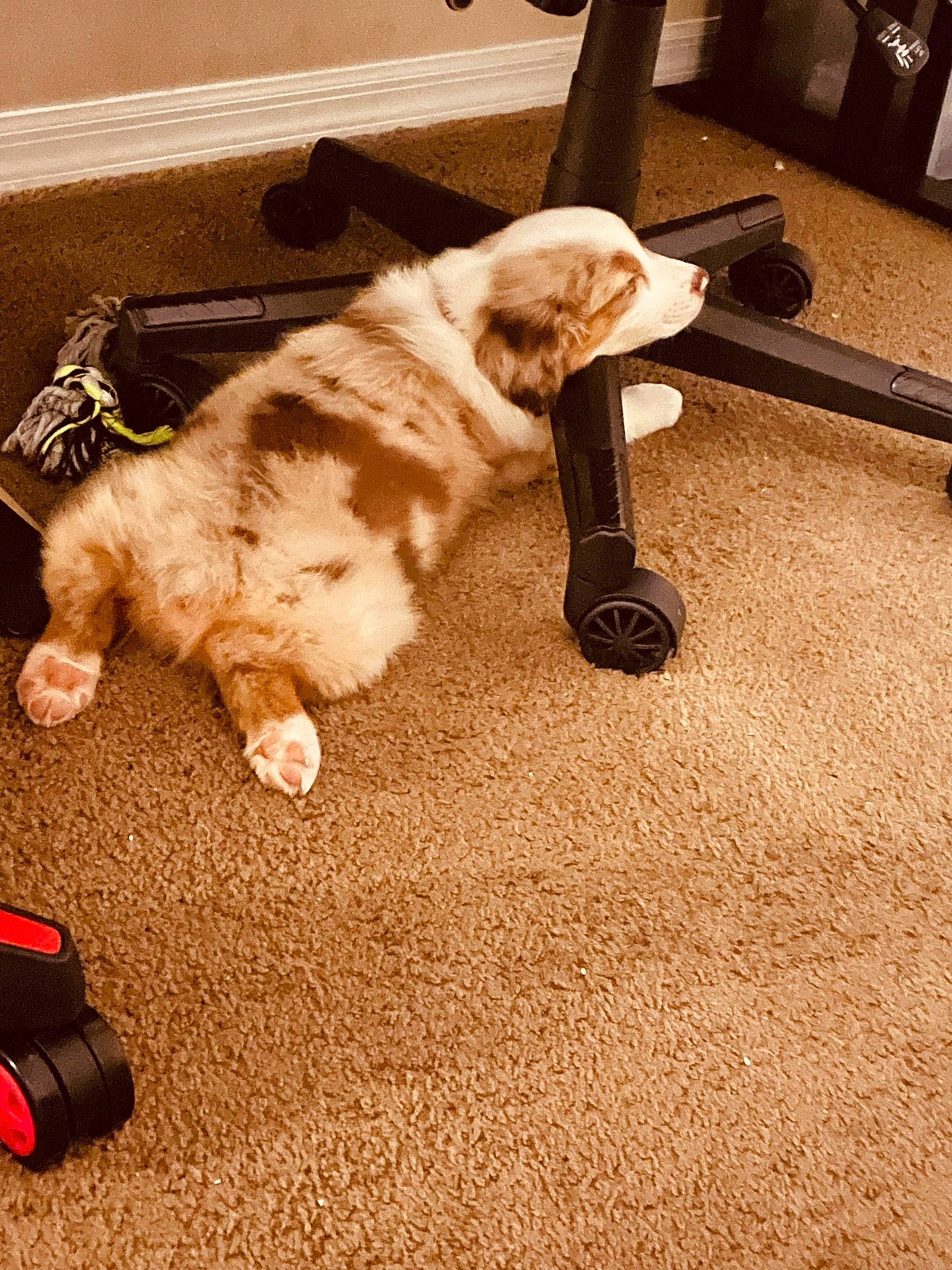 Jupiter is registered to the contest to win money with this photo: carnivore, carpet, comfort, companion_dog, dog_breed, fawn, felidae, floor, flooring, foot, fur, hardwood, human_leg, paw, small_to_medium_sized_cats, tail, toy, whiskers, wood, working_animal