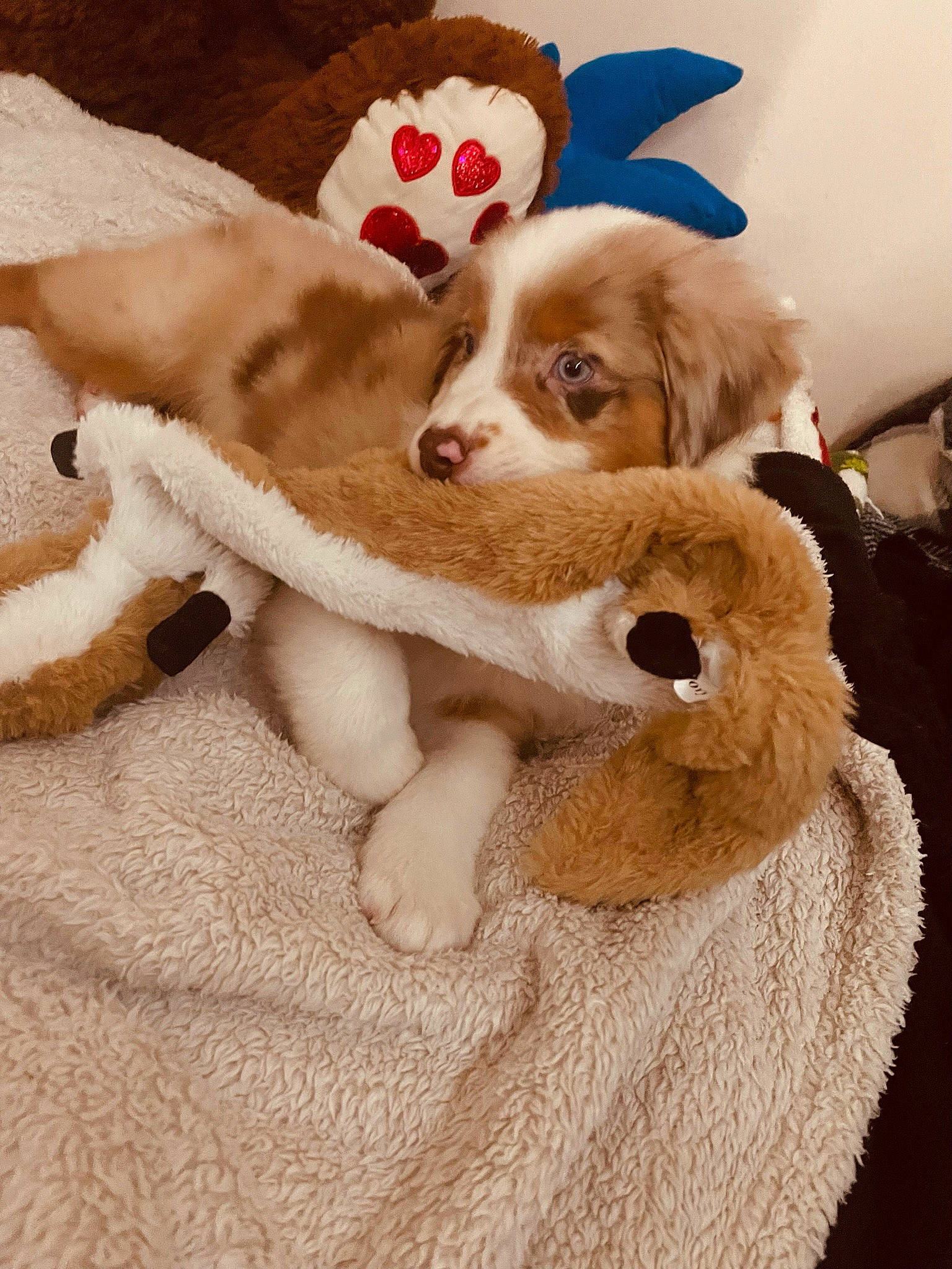 Jupiter joined the competition — help win amazing prizes! canidae, carnivore, companion_dog, dog, dog_breed, dog_supply, ear, fawn, fur, liver, paw, plush, puppy_love, snout, sporting_group, stuffed_toy, toy, toy_dog, whiskers, working_animal