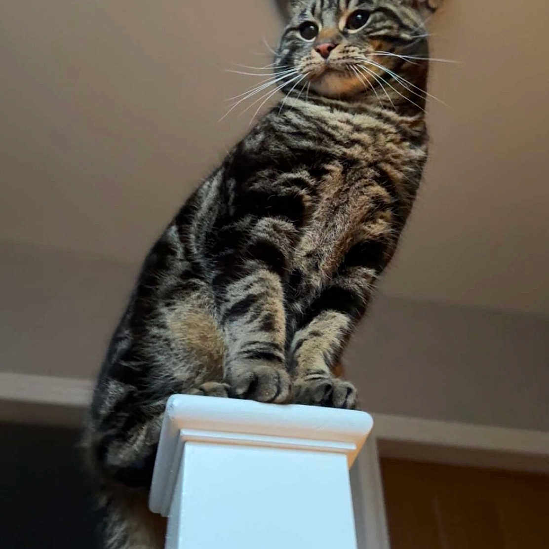Sultan