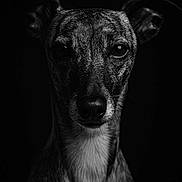 Twist a rejoint le concours — aidez-le/la à gagner de superbes lots ! dog, portrait, black_and_white, close_up, animal, pet, fur, ears, whiskers, face, intense_gaze, studio_lighting, dark_background, canine, muzzle, snout, expression, monochrome, texture, photography