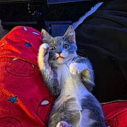Ivy joined the competition — help win amazing prizes! blanket, cat, close_up, cute, feline, fur, gray_cat, indoor, kitten, lying_down, paw_pads, paws, pet, playful, red_blanket, spiderman, whiskers, white_cat, wide_eyes, young_cat