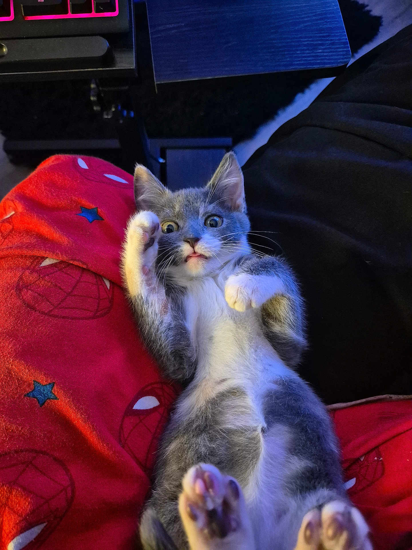 Ivy joined the competition — help win amazing prizes! blanket, cat, close_up, cute, feline, fur, gray_cat, indoor, kitten, lying_down, paw_pads, paws, pet, playful, red_blanket, spiderman, whiskers, white_cat, wide_eyes, young_cat