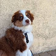 Balto participe au concours pour gagner de l'argent avec cette photo : puppy, dog, brown_fur, white_fur, harness, leash, sitting, outdoor, wall, pavement, pet, cute, fluffy, young_dog, canine, animal, portrait, looking_up, side_view, closeup