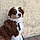 Balto