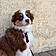 Balto