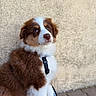 puppy, dog, brown_fur, white_fur, harness, leash, sitting, outdoor, wall, pavement, pet, cute, fluffy, young_dog, canine, animal, portrait, looking_up, side_view, closeup