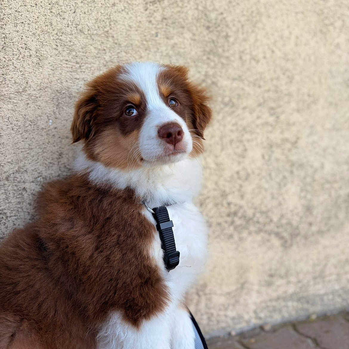 Balto participe au concours pour gagner de l'argent avec cette photo : puppy, dog, brown_fur, white_fur, harness, leash, sitting, outdoor, wall, pavement, pet, cute, fluffy, young_dog, canine, animal, portrait, looking_up, side_view, closeup