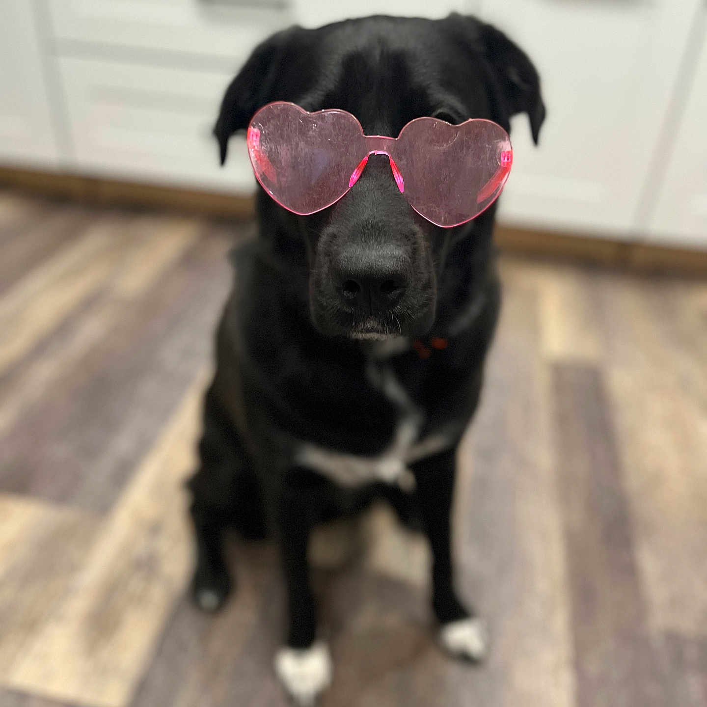 Tux joined the competition — help win amazing prizes! accessories, animal, canine, clothing, dog, drawer, footwear, furniture, glasses, hardwood, hound, labradorretriever, leash, pet, plywood, puppy, shoe, strap, sunglasses, wood