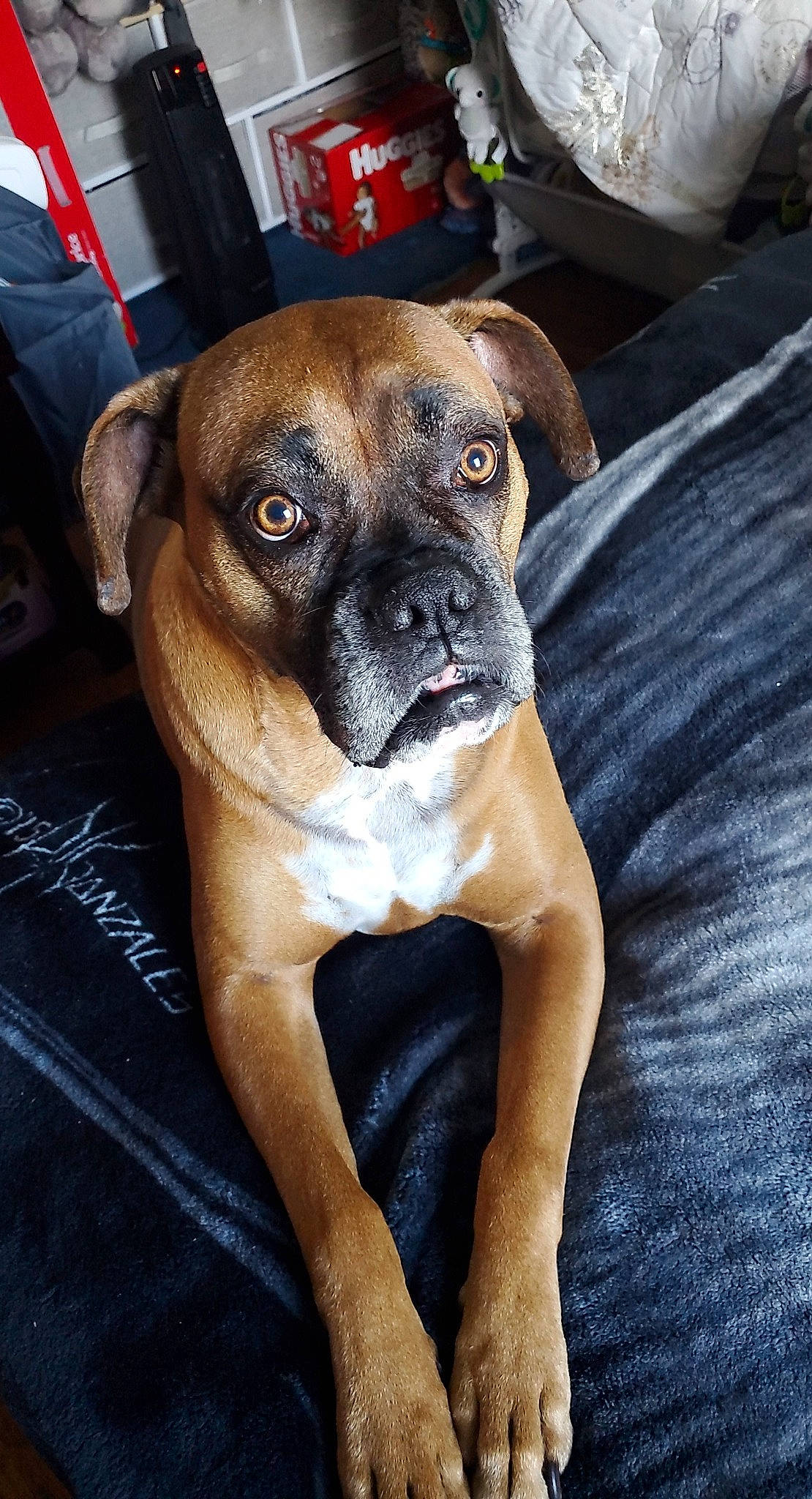 Sinbad joined the competition — help win amazing prizes! bored, boxer, canidae, carnivore, companion_dog, dog, dog_breed, electric_blue, fawn, molosser, non_sporting_group, old_english_bulldog, snout, sporting_group, terrestrial_animal, whiskers, working_animal, working_dog, wrinkle