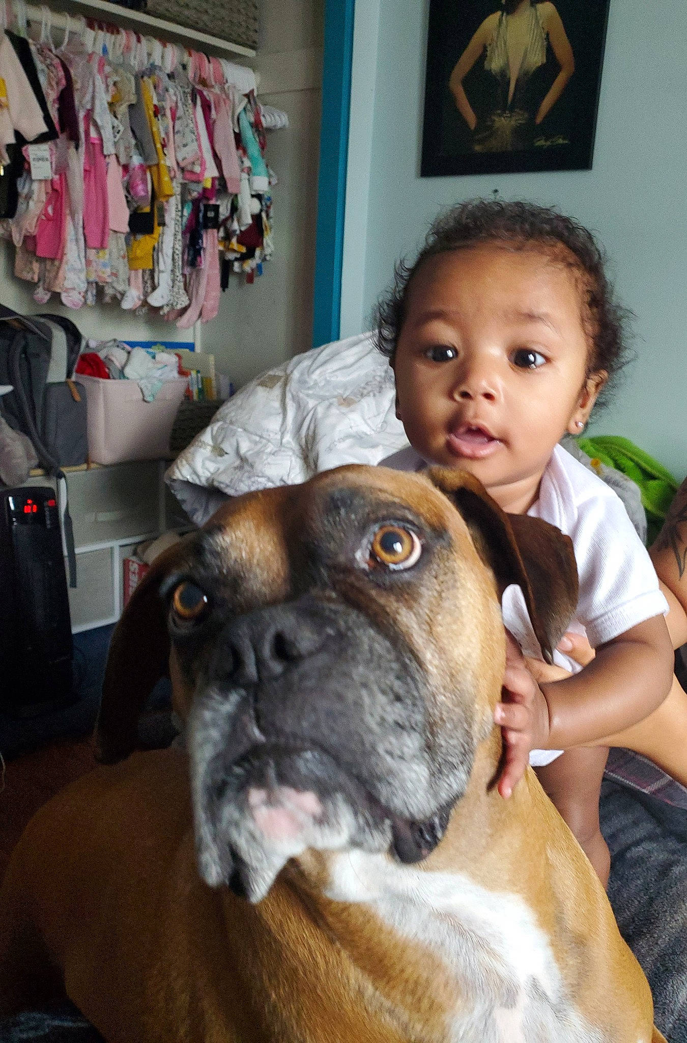 Sinbad joined the competition — help win amazing prizes! canidae, carnivore, chair, child, companion_dog, dog, dog_breed, ear, fawn, fur, happy, molosser, organ, picture_frame, puppy_love, snout, sporting_group, whiskers, working_animal, wrinkle