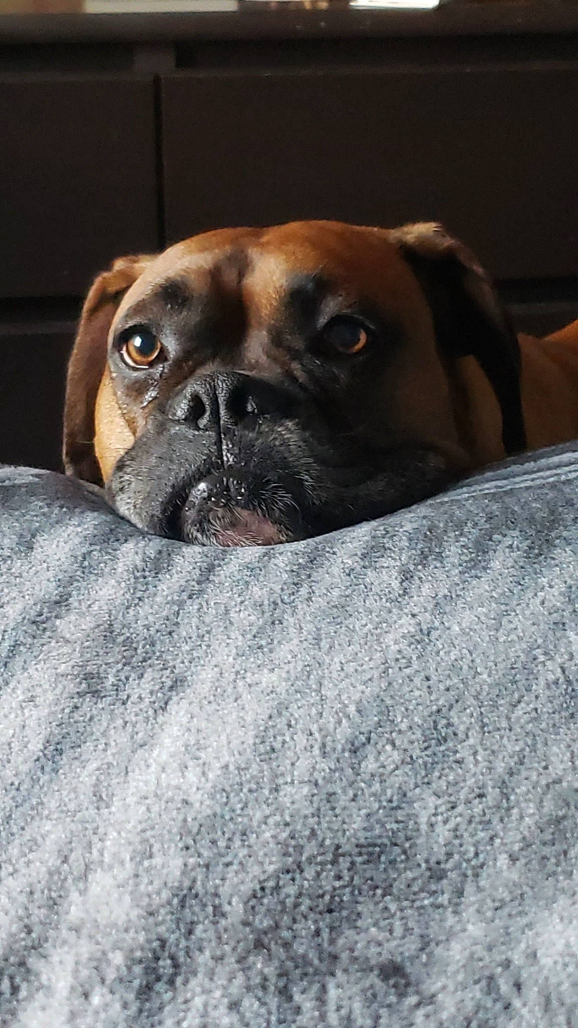 Sinbad joined the competition — help win amazing prizes! bored, boxer, canidae, carnivore, comfort, companion_dog, dog, dog_breed, fawn, liver, non_sporting_group, puppy, snout, sporting_group, terrestrial_animal, whiskers, working_animal, working_dog, wrinkle