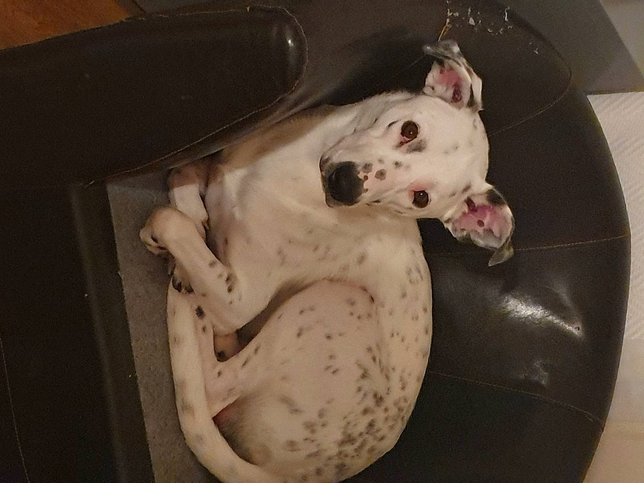 Malone a rejoint le concours — aidez-le/la à gagner de superbes lots ! american_bulldog, canidae, carnivore, companion_dog, dalmatian, dog, dog_breed, dogo_argentino, dogo_guatemalteco, ear, great_dane, guard_dog, non_sporting_group, pit_bull, pointer, snout, sporting_group