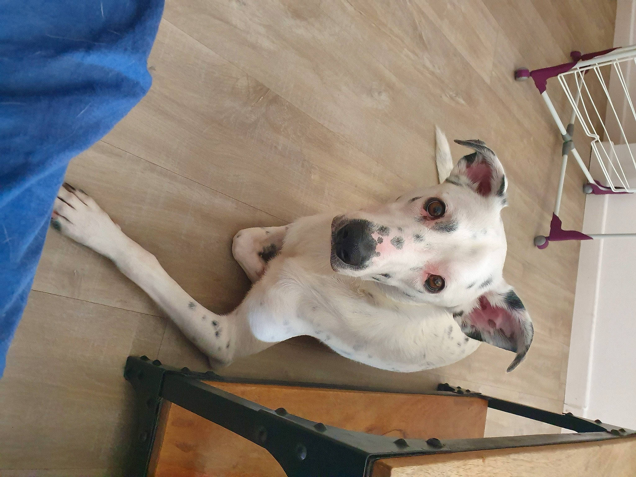 Malone a rejoint le concours — aidez-le/la à gagner de superbes lots ! american_bulldog, bully_kutta, canidae, carnivore, companion_dog, dog, dog_breed, dogo_guatemalteco, fawn, great_dane, mammal, non_sporting_group, snout, sporting_group, valley_bulldog