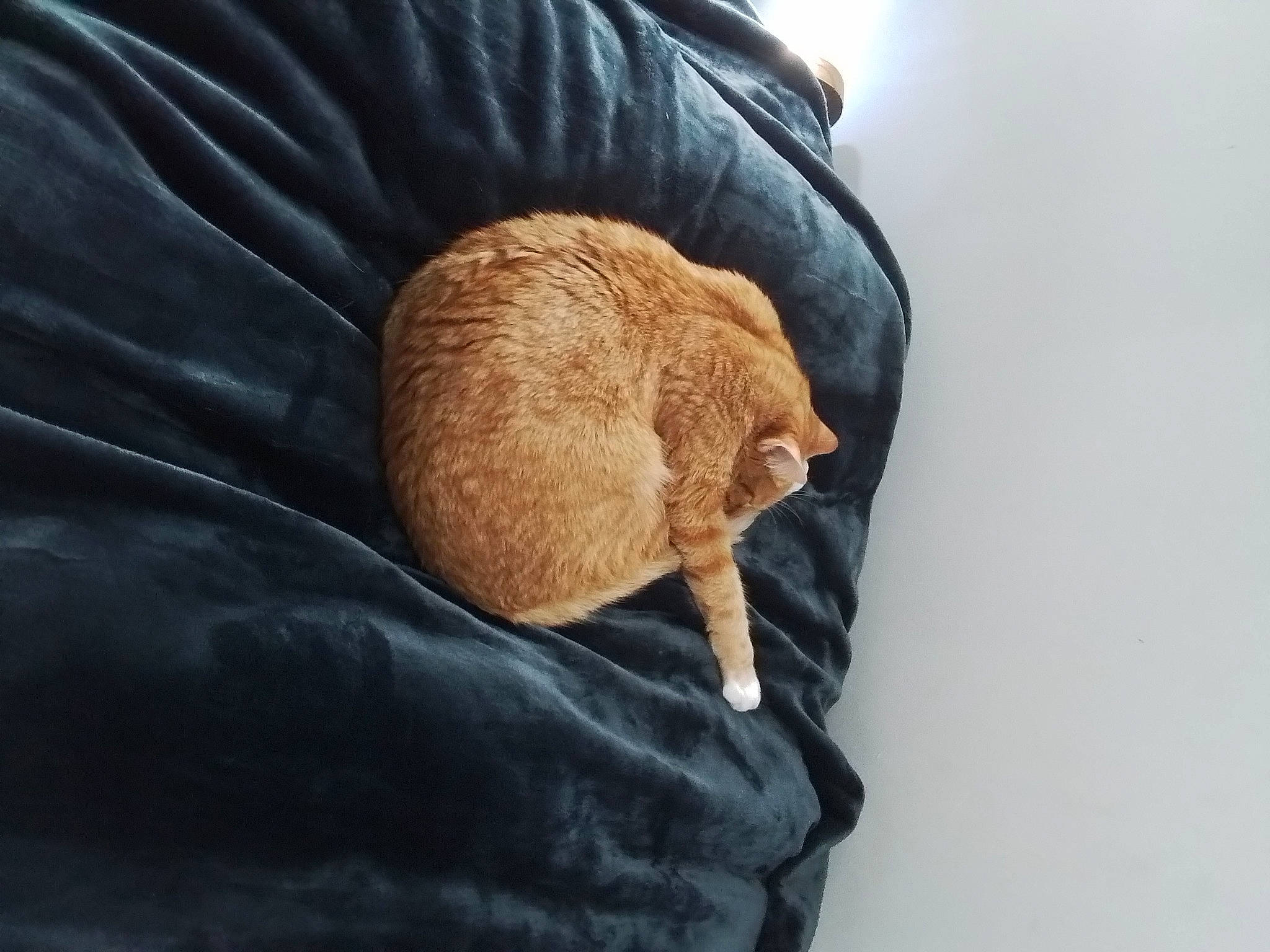 Mimi a rejoint le concours — aidez-le/la à gagner de superbes lots ! canidae, carnivore, cat, cat_supply, claw, comfort, domestic_short_haired_cat, ear, fawn, felidae, fur, linens, liver, small_to_medium_sized_cats, snout, sporting_group, tail, terrestrial_animal, whiskers, wood