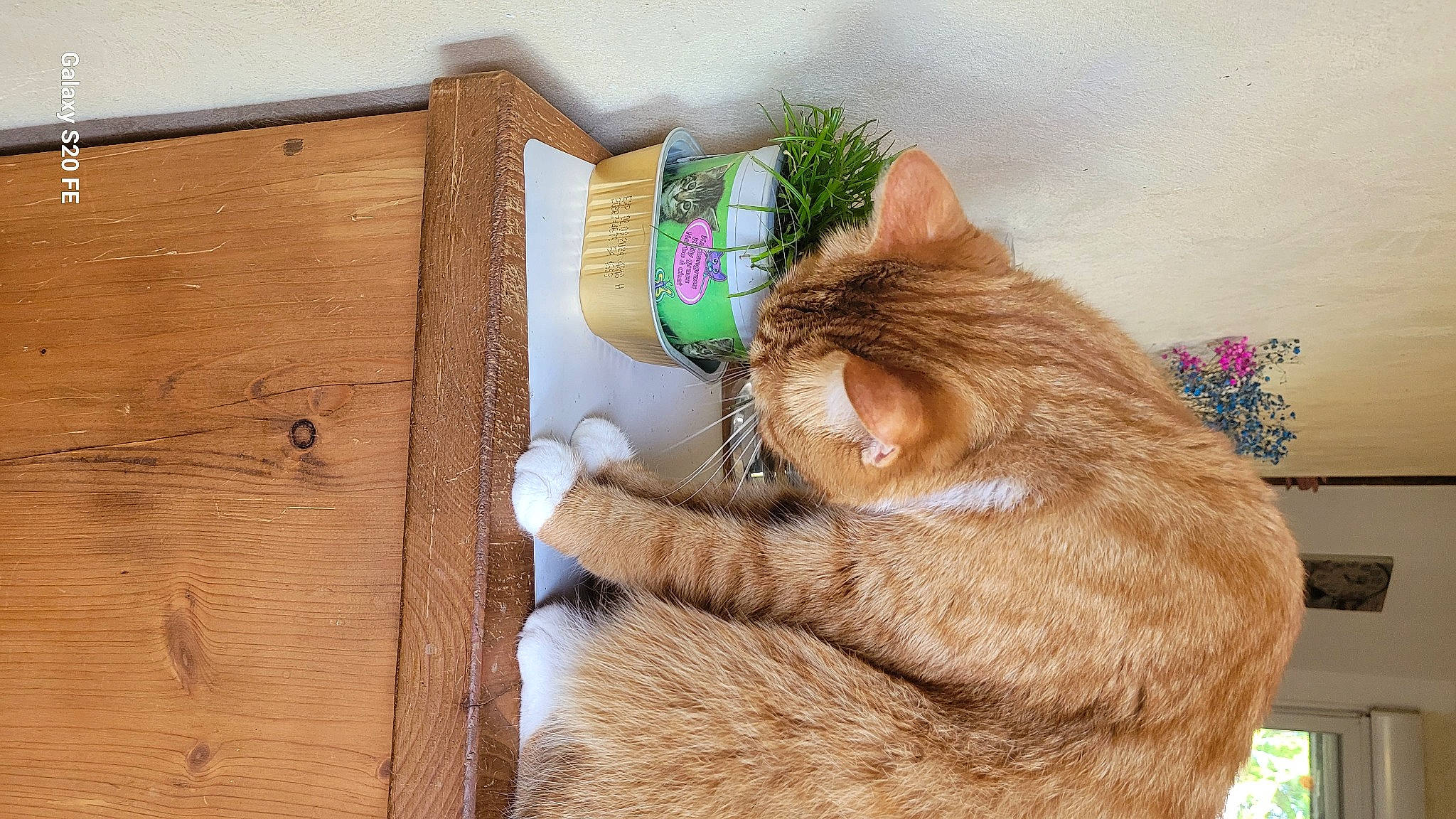 Mimi a rejoint le concours — aidez-le/la à gagner de superbes lots ! carnivore, cat, claw, collar, comfort, domestic_short_haired_cat, fawn, felidae, fur, hardwood, mammal, paw, pet_supply, small_to_medium_sized_cats, snout, tail, vertebrate, whiskers, wood, wood_stain