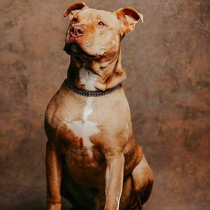 Caius participe au concours pour gagner de l'argent avec cette photo : animal, bostonbull, boxer, bulldog, canine, dog, frenchbulldog, labradorretriever, pet, pitbull, puppy, snout, whitedog