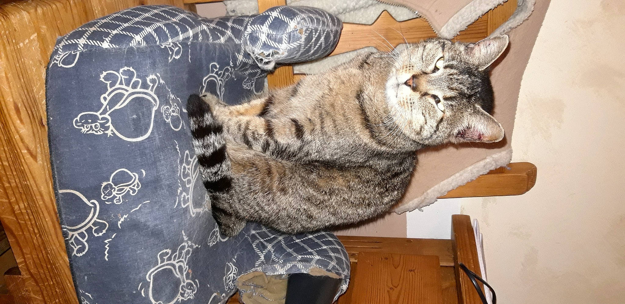 Pilule a rejoint le concours — aidez-le/la à gagner de superbes lots ! art, carnivore, cat, claw, comfort, domestic_short_haired_cat, felidae, fur, glasses, grey, military_camouflage, pattern, paw, small_to_medium_sized_cats, snout, tail, terrestrial_animal, whiskers, wildlife, wood