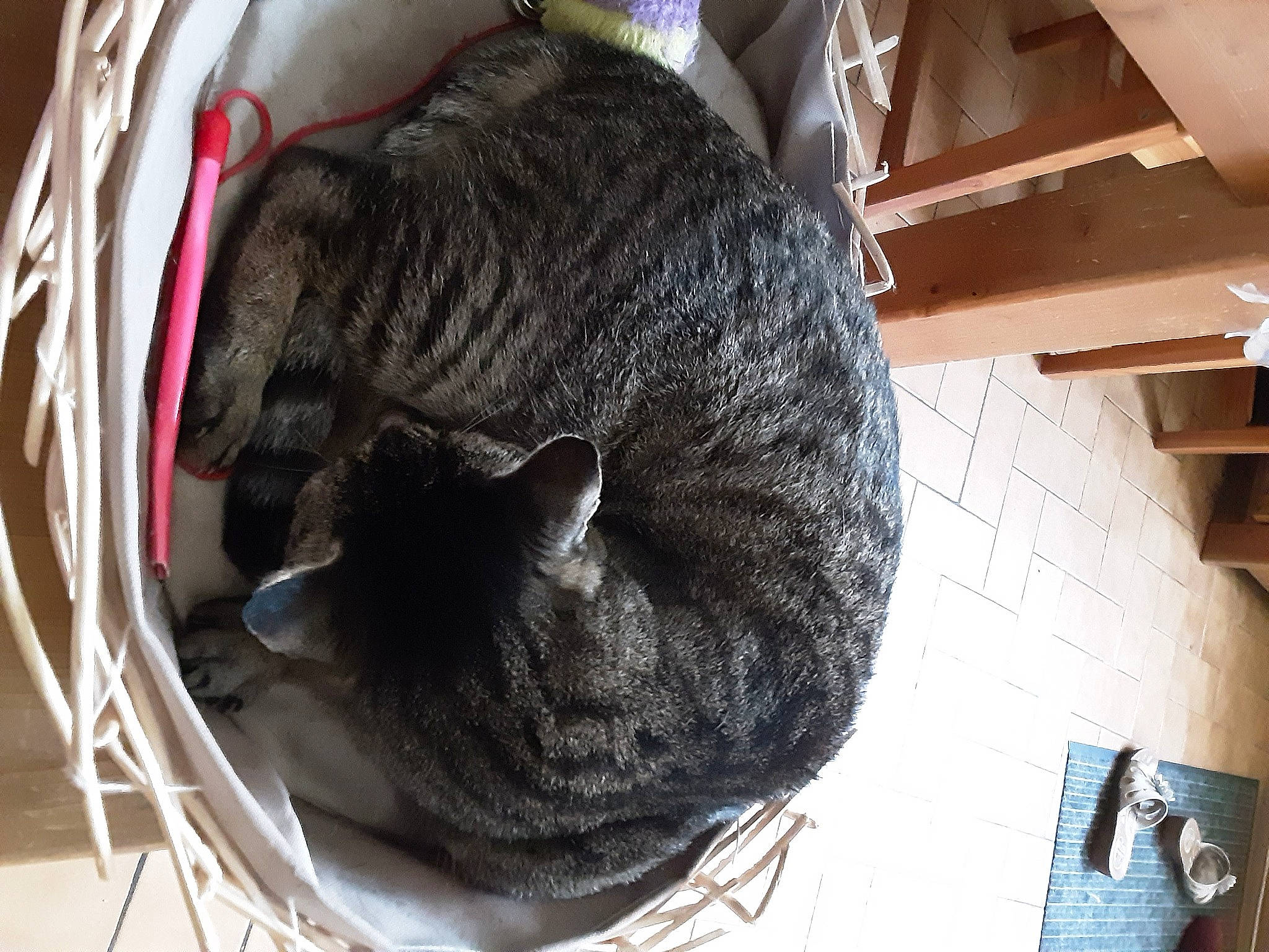 Pilule participe au concours pour gagner de l'argent avec cette photo : black_cat, carnivore, cat, cat_supply, claw, comfort, domestic_short_haired_cat, felidae, fur, grey, hardwood, nap, pet_supply, small_to_medium_sized_cats, snout, tail, thread, whiskers, wood, wool