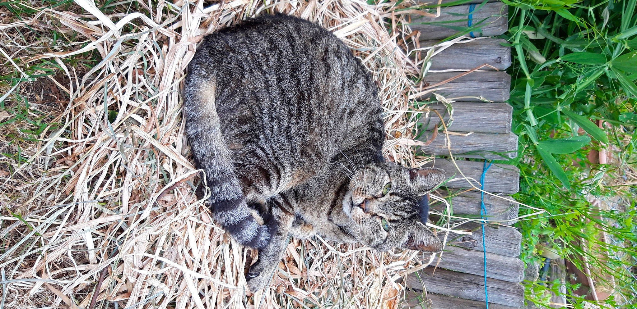 Pilule participe au concours pour gagner de l'argent avec cette photo : carnivore, cat, felidae, fur, grass, groundcover, natural_material, plant, small_to_medium_sized_cats, soil, tail, terrestrial_animal, tree, whiskers, wildlife, wood