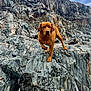 dog, brown_dog, rock, cliff, outdoor, nature, animal, adventure, wild, landscape, sky, mountain, pet, fur, walking, rough_terrain, scenic, exploration, canine, weather