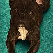 Gizmo joined the competition — help win amazing prizes! dog, french_bulldog, pet, animal, close_up, lying_down, brindle, ears, paws, white_patch, face, cute, canine, looking_up, portrait, domestic_animal, fur, small_dog, companion, indoor