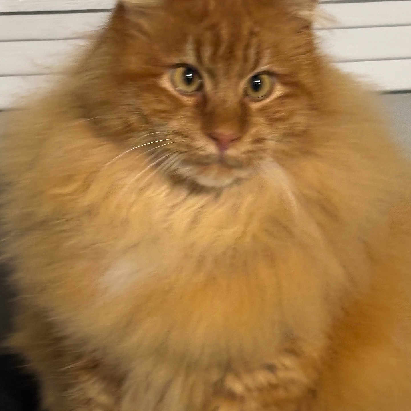 Chestet joined the competition — help win amazing prizes! animal, cat, closeup, cute, domestic_animal, ears, eyes, face, feline, fluffy, fur, indoor, mammal, nose, orange_cat, pet, portrait, sitting, tabby, whiskers