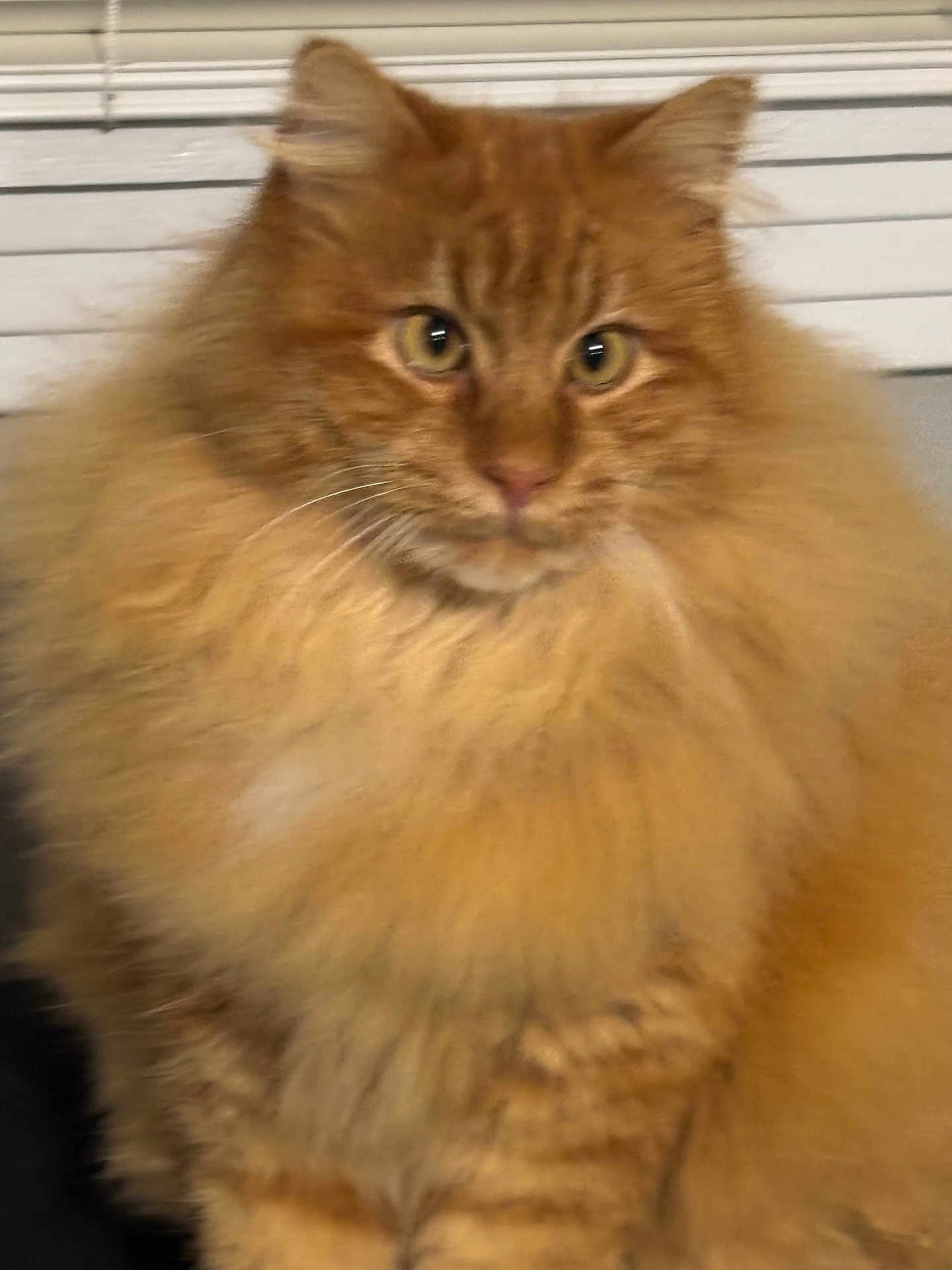 Chestet joined the competition — help win amazing prizes! cat, orange_cat, fluffy, tabby, pet, indoor, feline, fur, whiskers, animal, cute, mammal, domestic_animal, closeup, portrait, sitting, eyes, ears, nose, face