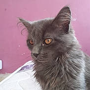 Athena a rejoint le concours — aidez-le/la à gagner de superbes lots ! cat, gray_fur, amber_eyes, fluffy, pet, indoor, mammal, whiskers, feline, animal, portrait, side_view, young_cat, soft_fur, curious, domestic_cat, close_up, pink_background, quiet, resting