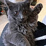 Athena participe au concours pour gagner de l'argent avec cette photo : cat, kitten, gray_fur, fluffy, indoor, pet, animal, cute, paw, wide_eyes, fur, portrait, young_cat, whiskers, feline, playful, closeup, domestic_cat, soft, curious