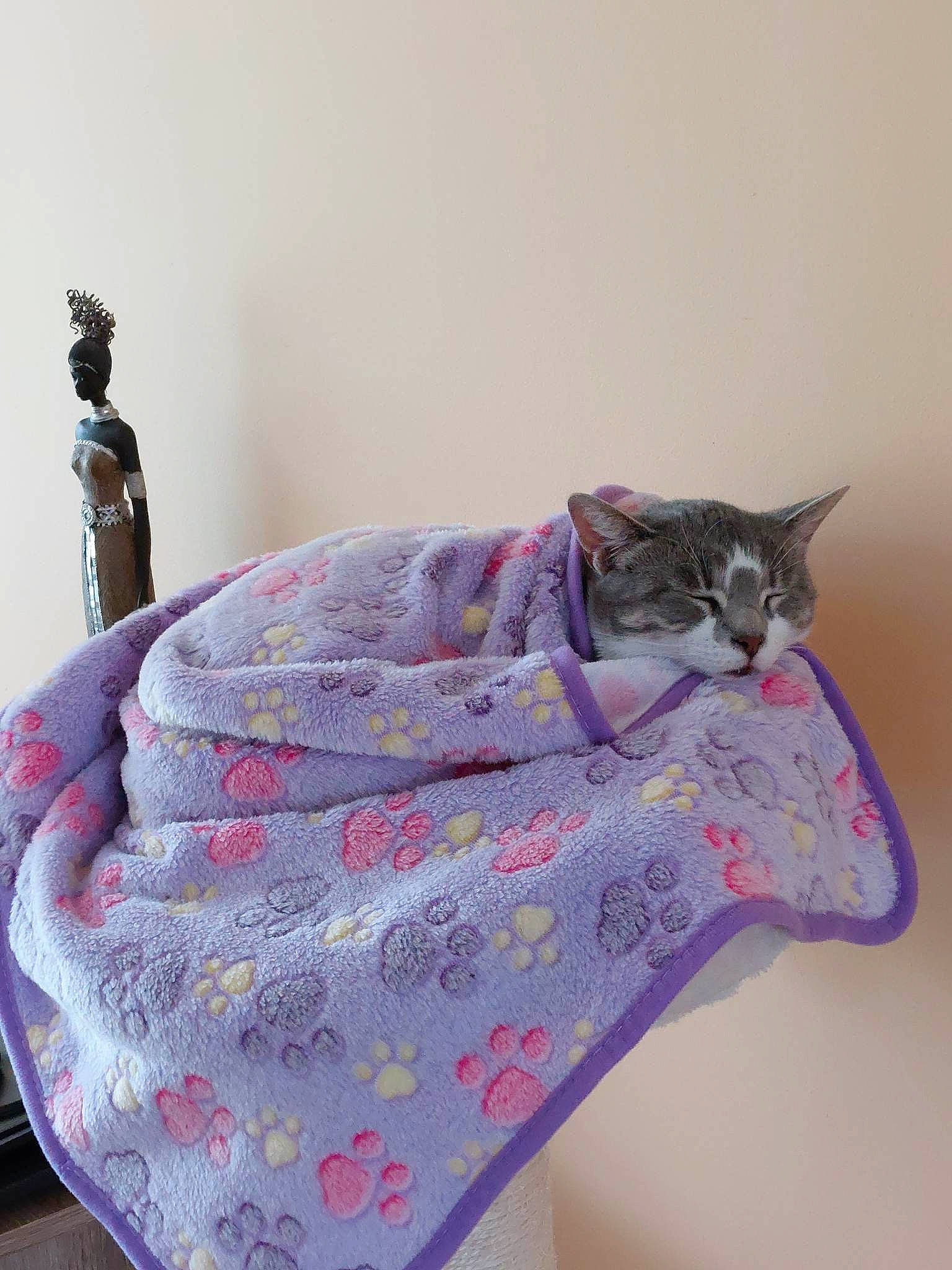 Simone participe au concours pour gagner de l'argent avec cette photo : art, carnivore, cat, fashion_accessory, felidae, grey, linens, magenta, motif, pattern, peach, purple, room, sleeve, small_to_medium_sized_cats, visual_arts, whiskers, wool, woolen, woven_fabric