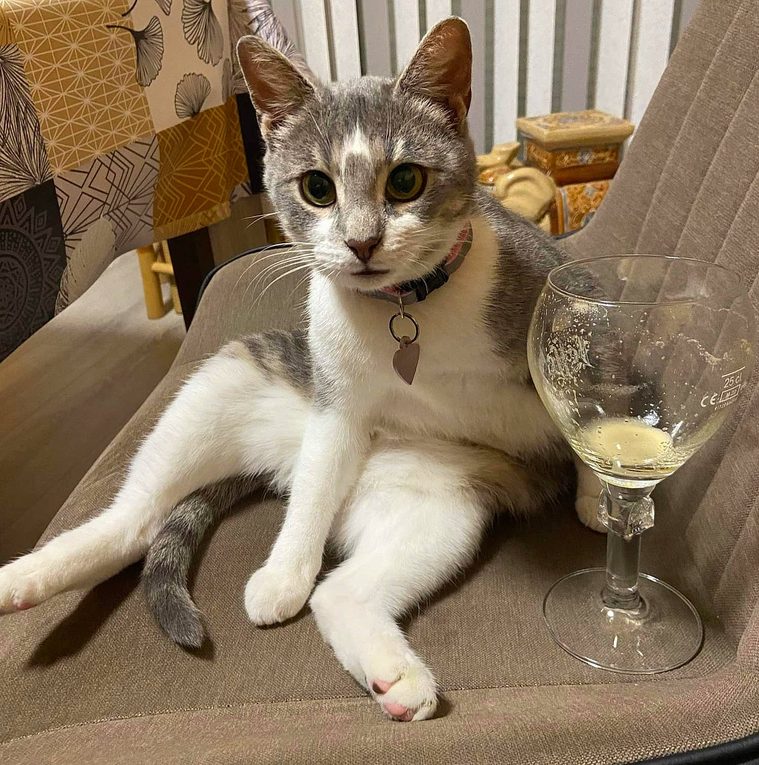 Simone participe au concours pour gagner de l'argent avec cette photo : carnivore, cat, collar, comfort, couch, domestic_short_haired_cat, drinkware, fawn, felidae, foot, fur, paw, serveware, sitting, small_to_medium_sized_cats, snout, tableware, tail, whiskers, window
