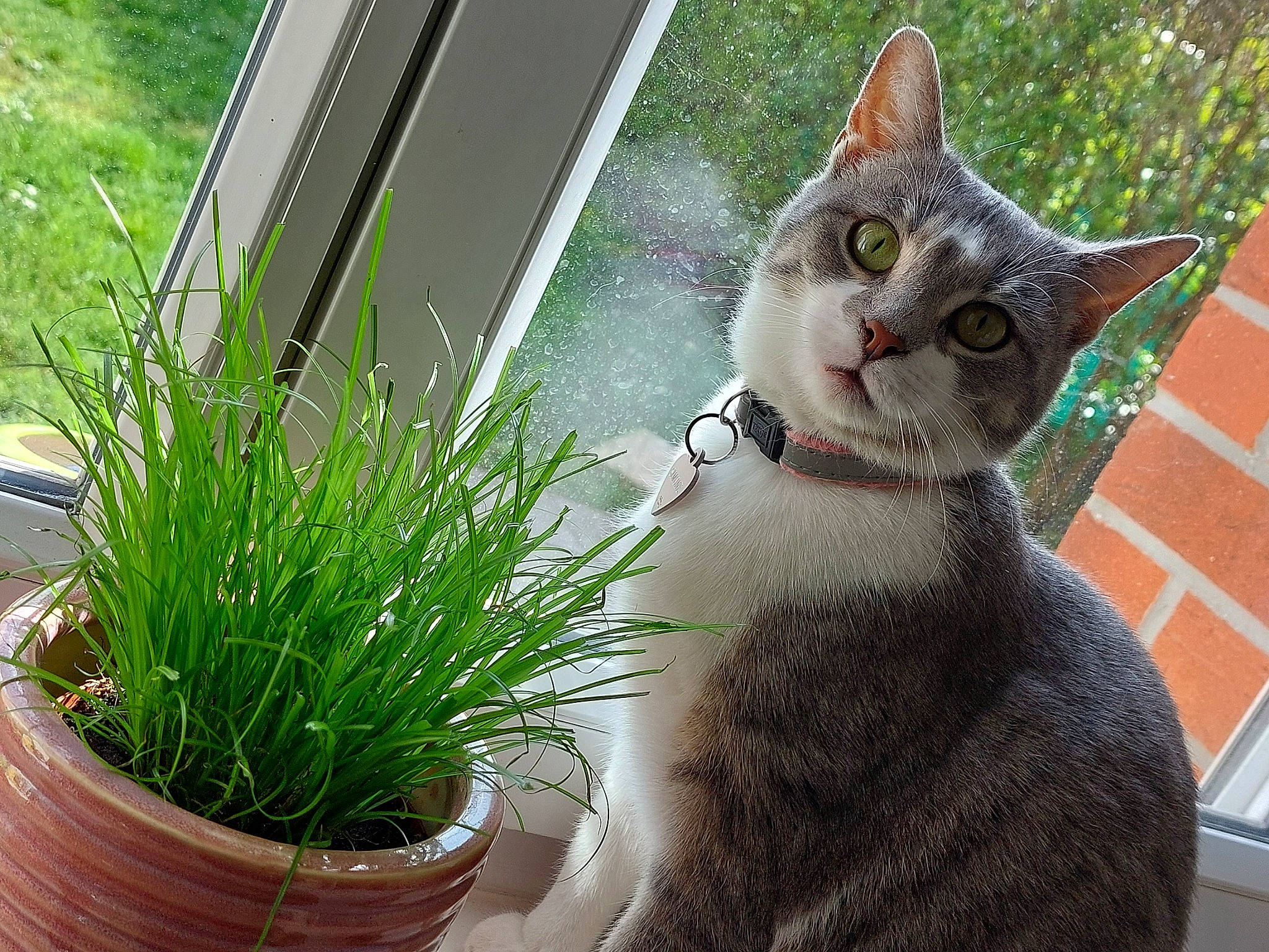 Simone a rejoint le concours — aidez-le/la à gagner de superbes lots ! carnivore, cat, collar, domestic_short_haired_cat, fawn, felidae, flowerpot, fur, grass, herb, herbaceous_plant, houseplant, plant, sitting, small_to_medium_sized_cats, snout, tail, terrestrial_plant, whiskers, window
