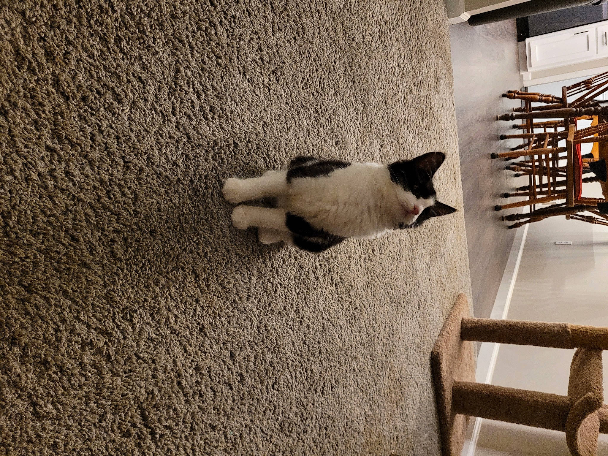 Sage joined the competition — help win amazing prizes! carnivore, cat, ceiling, comfort, domestic_short_haired_cat, felidae, floor, flooring, grey, hardwood, house, linens, shelf, small_to_medium_sized_cats, stairs, tail, tints_and_shades, wall, whiskers, wood