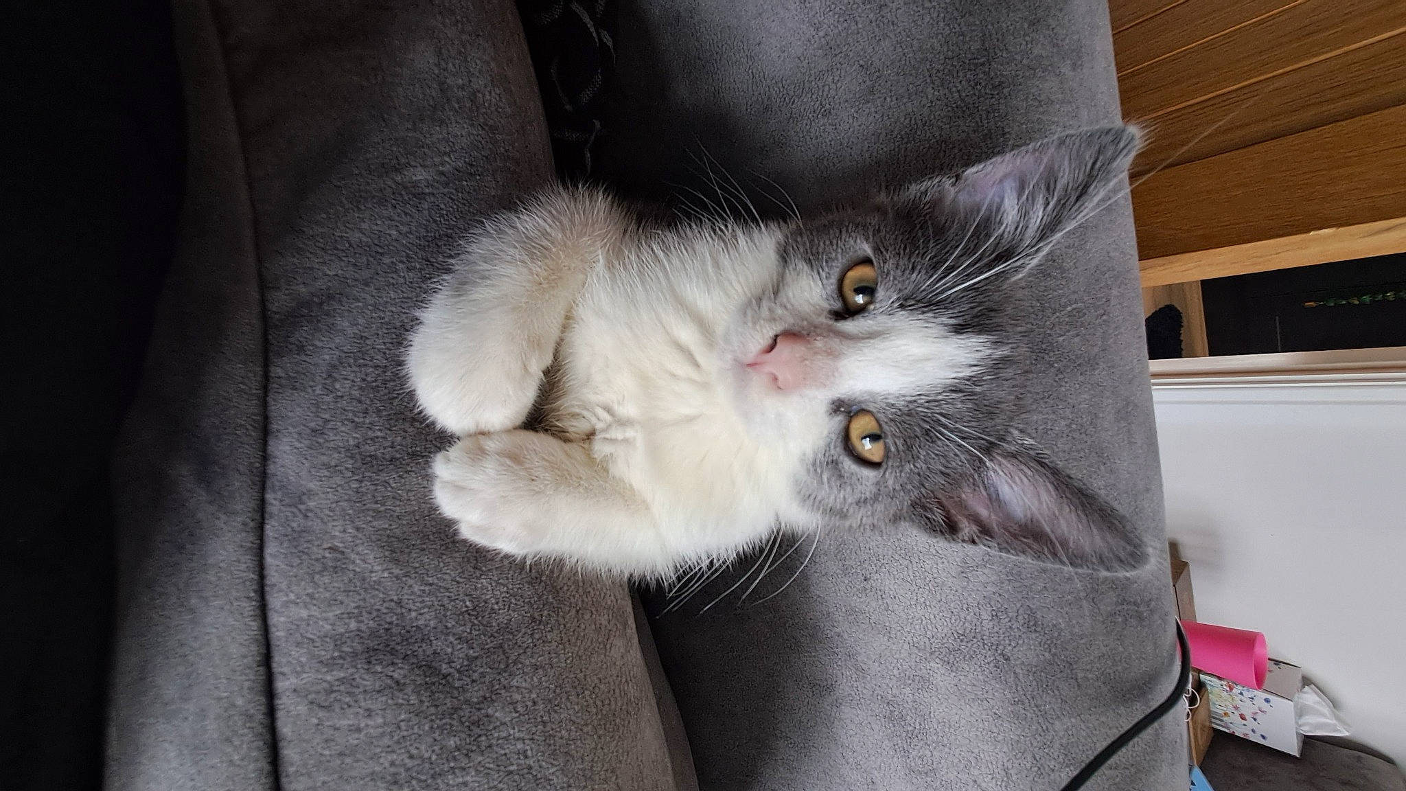 Crumpet joined the competition — help win amazing prizes! carnivore, cat, chartreux, claw, domestic_short_haired_cat, ear, felidae, fur, grey, paw, small_to_medium_sized_cats, snout, tail, whiskers