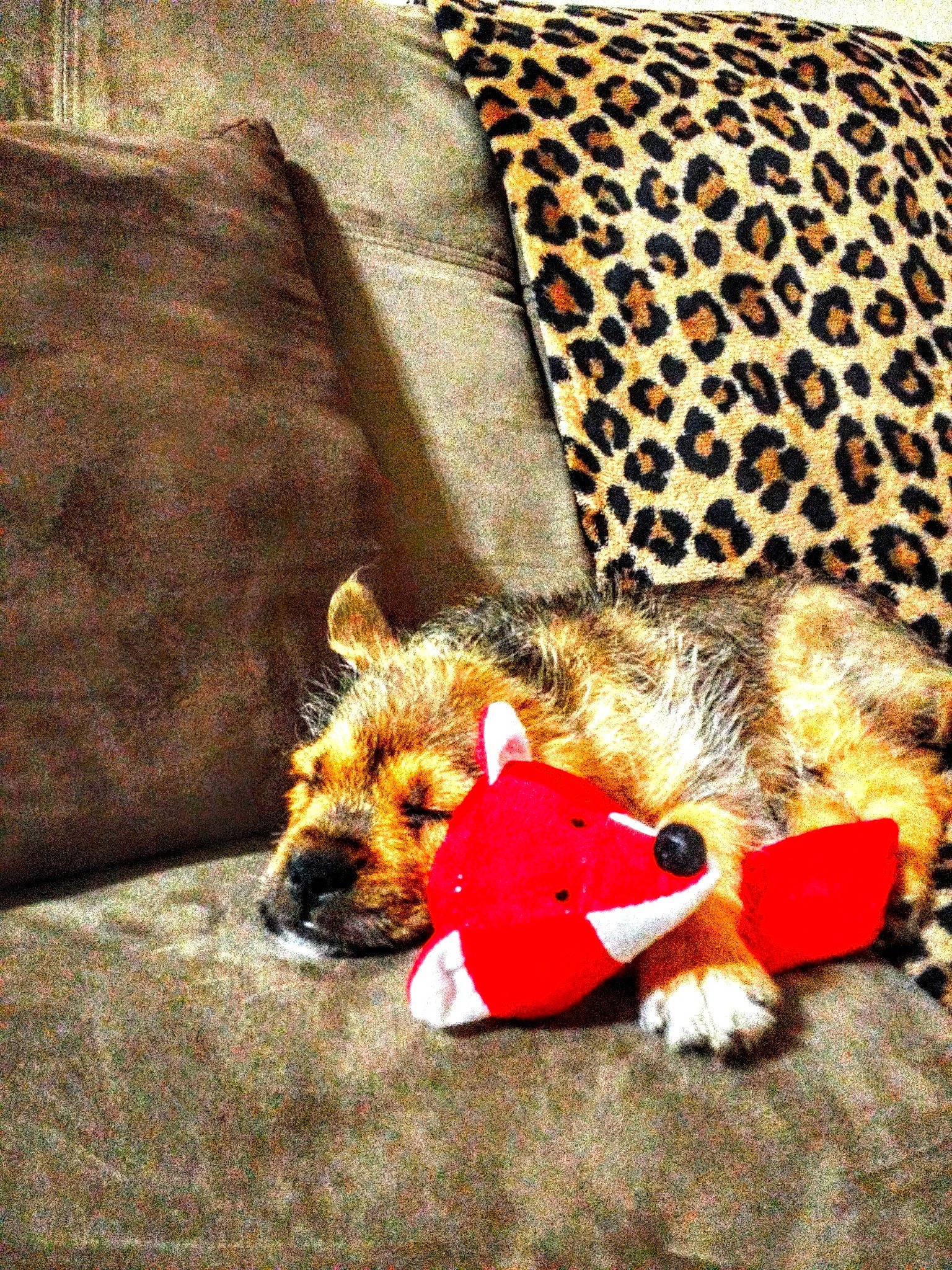 Binx joined the competition — help win amazing prizes! canidae, carnivore, comfort, companion_dog, corgi_chihuahua, couch, dog, dog_breed, dog_supply, fawn, felidae, fur, linens, nap, pattern, pet_supply, rectangle, snout, sporting_group, throw_pillow