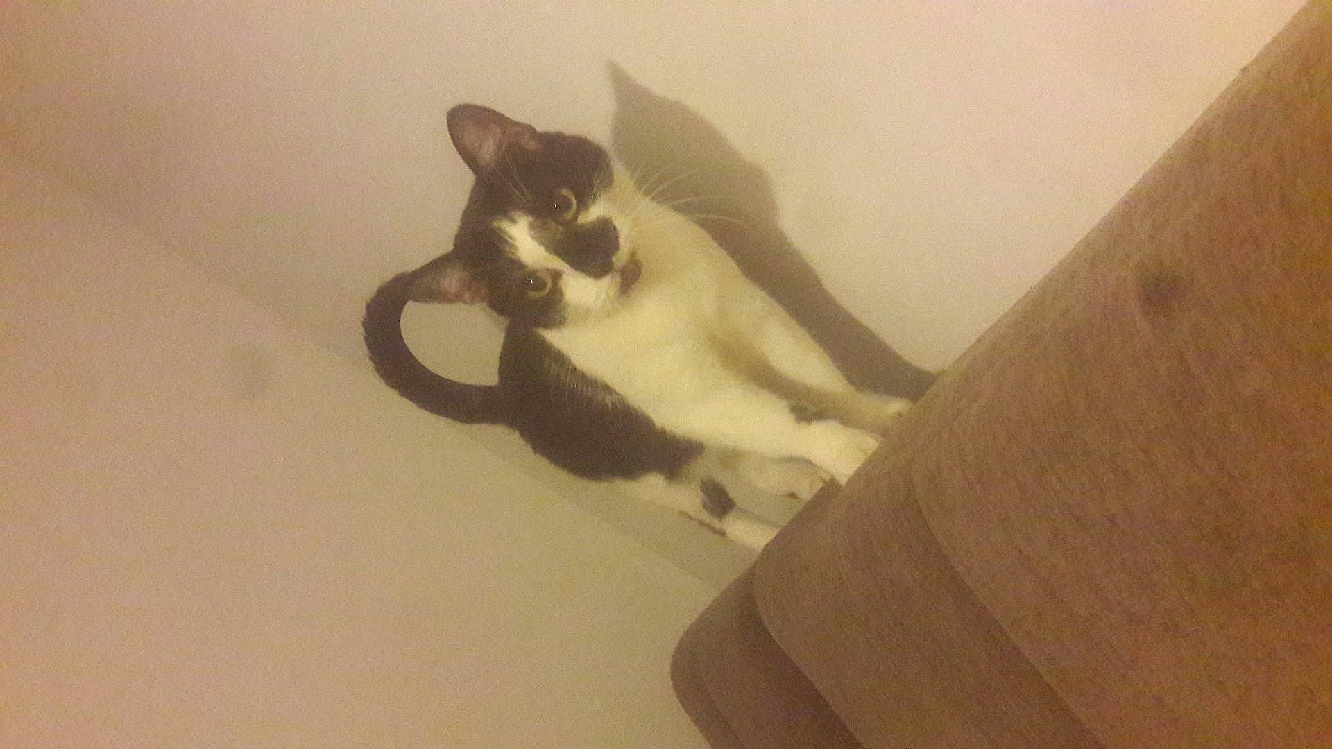 Princesse a rejoint le concours — aidez-le/la à gagner de superbes lots ! aegean_cat, carnivore, cat, domestic_short_haired_cat, felidae, kitten, polydactyl_cat, small_to_medium_sized_cats, snowshoe, tail, whiskers