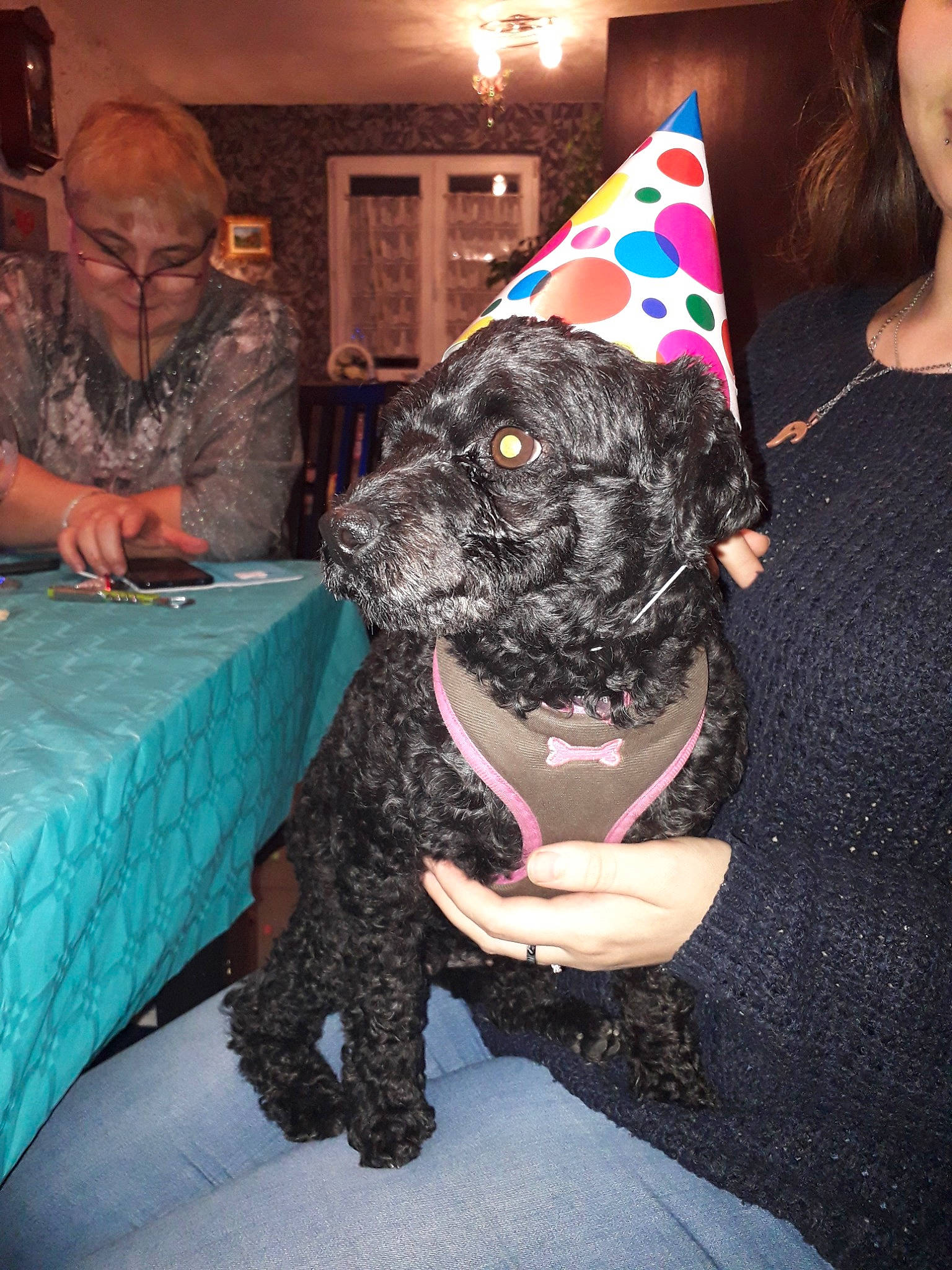 Roxane a rejoint le concours — aidez-le/la à gagner de superbes lots ! canidae, carnivore, cockapoo, dog, dog_breed, non_sporting_group, portuguese_water_dog, schnoodle, spanish_water_dog, sporting_group, toy_poodle