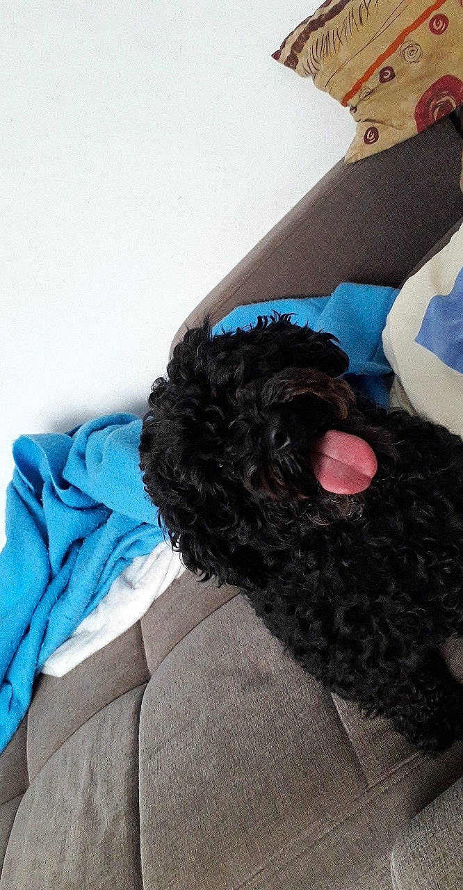 Roxane a rejoint le concours — aidez-le/la à gagner de superbes lots ! black_hair, blue, ear, fur, furniture, hair, leg, long_hair, neck, pillow, shoulder, textile, turquoise