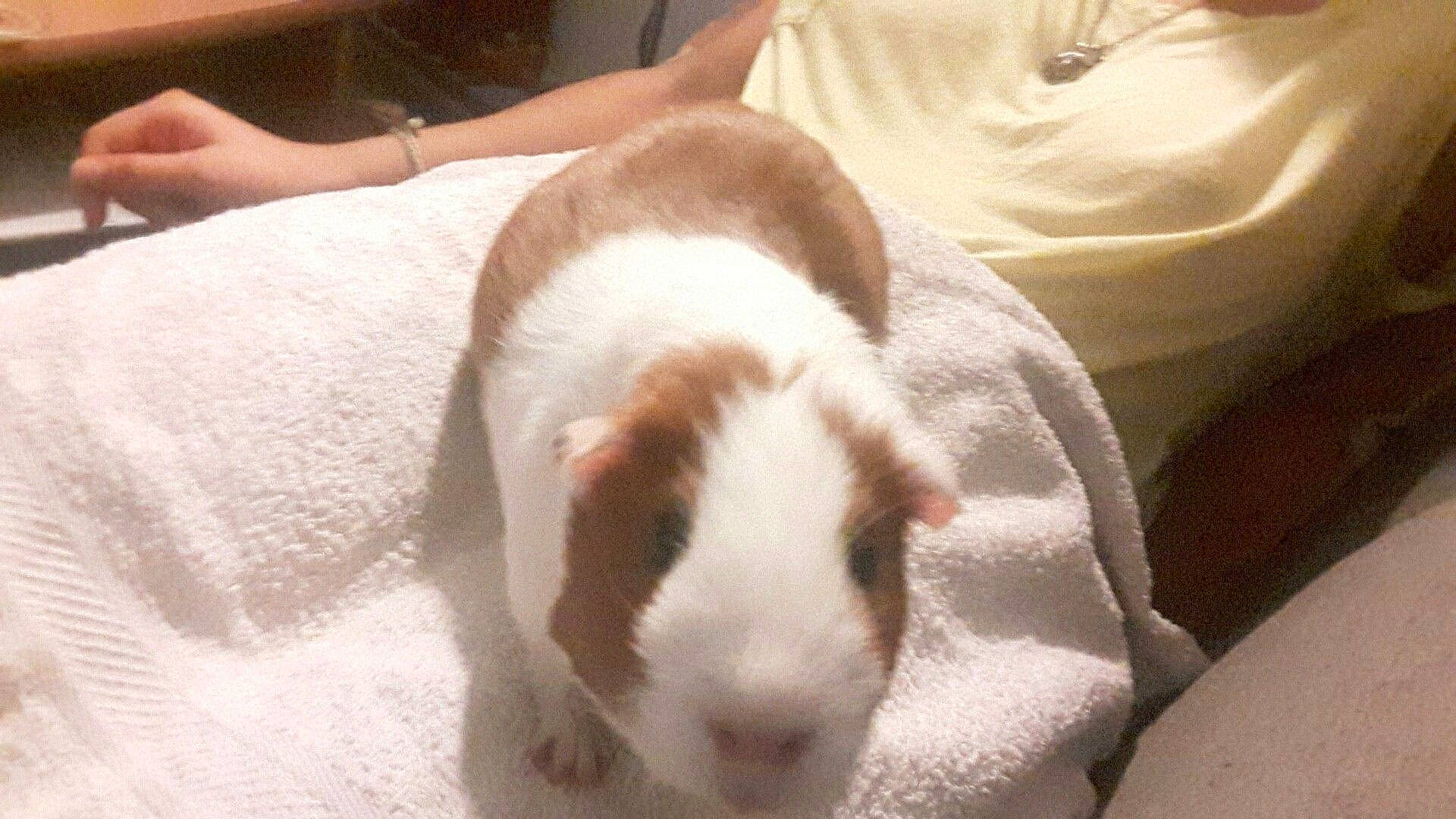 Caramel participe au concours pour gagner de l'argent avec cette photo : canidae, dog_breed, ear, fawn, guinea_pig, mammal, rabbit