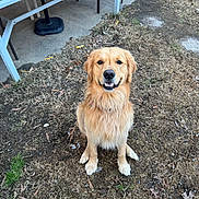 Chico joined the competition — help win amazing prizes! dog, golden_retriever, smiling, sitting, grass, outdoor, pet, animal, happy, fur, canine, nature, table, chair, ground, leaf, daylight, collar, friendly, mammal