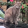 cat, gray_cat, feline, sitting, outdoor, garden, plants, flowers, pink_flower, greenery, animal, pet, fur, whiskers, ears, eyes, tail, window, ledge, portrait