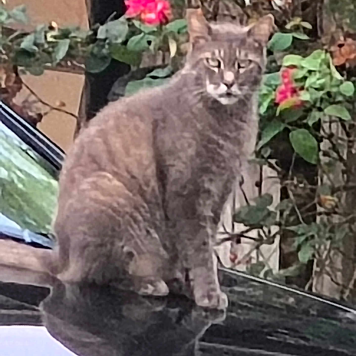 Ariel joined the competition — help win amazing prizes! cat, gray_cat, feline, sitting, outdoor, garden, plants, flowers, pink_flower, greenery, animal, pet, fur, whiskers, ears, eyes, tail, window, ledge, portrait